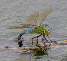 Anax imperator